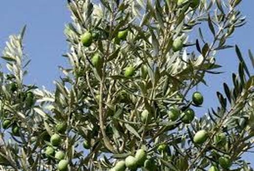 طرح کاشت زیتون در مناطق مستعد رشته کوه زاگرس