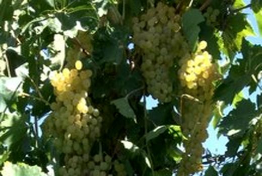 آغاز برداشت انگور از تاکستان‌های فریدن