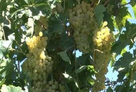 آغاز برداشت انگور از تاکستان‌های فریدن