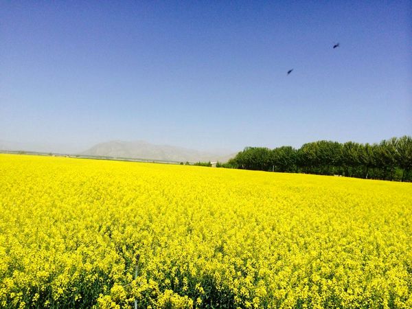 موفقیت 100 درصدی کشت کلزا در استان چهارمحال و بختیاری 