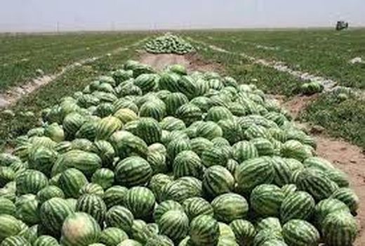  آغاز بــرداشــت صـیـفـی جـات از مـزارع هـنـدیـجـان