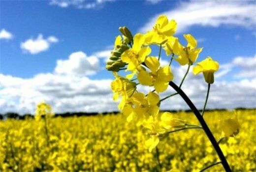 ری، رتبه نخست تولید و کشت کلزا در استان تهران