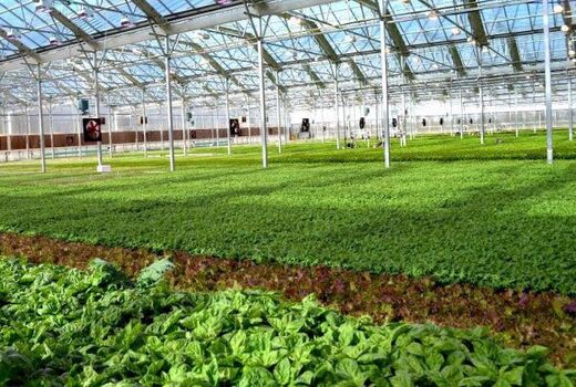 اختصاص ۵۱ میلیارد تومان اعتبار به ۸ طرح زیرساختی کشاورزی خراسان شمالی
