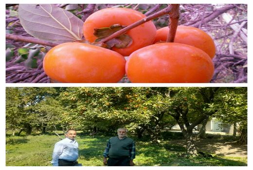 برداشت خرمالو از باغات پردیس آغاز شد