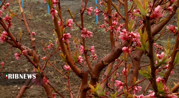 باغداران کردستانی آماده مقابله با سرمازدگی درختان باشند