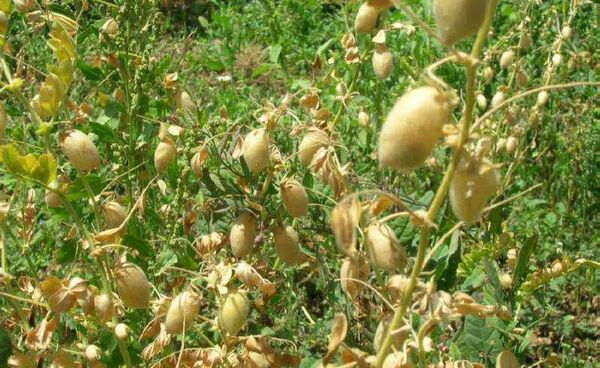 پیش‌بینی برداشت ۲۵۰ تن نخود از مزارع خراسان جنوبی