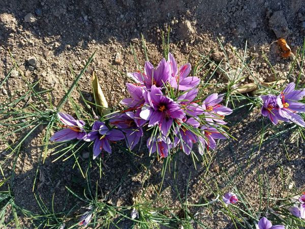 تولید۳ تن زعفران در استان آذربایجان شرقی