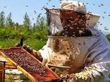 زنبورداری مدرن، راهکاری نوین برای افزایش بهره‌وری و تولید عسل باکیفیت در استان چهارمحال وبختیاری 