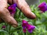 وجود یکهزار گونه گیاهی در ایلام