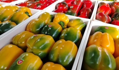 باقی‌مانده سموم خط قرمز بازارهای صادراتی سبزیجات گلخانه‌ای