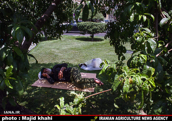 استراحت در فضای سبز شهری
