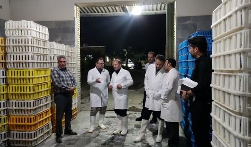 افزایش ۱۰ درصدی تولید گوشت مرغ در مراغه