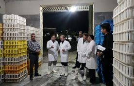 افزایش ۱۰ درصدی تولید گوشت مرغ در مراغه