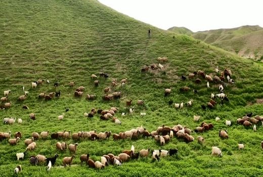 مدیریت چرا؛ راهکاری طلایی برای حفظ مراتع و افزایش سودآوری دامداری