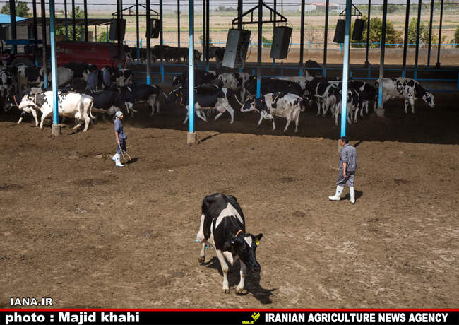 دامپروی