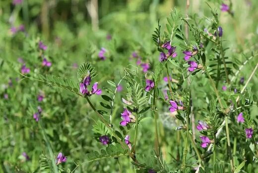 پیش‌بینی برداشت یک هزار و 250 تن ماشک علوفه‌ای از مزارع استان قزوین