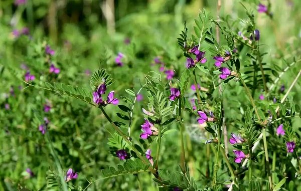 پیش‌بینی برداشت یک هزار و 250 تن ماشک علوفه‌ای از مزارع استان قزوین