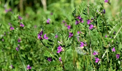 پیش‌بینی برداشت یک هزار و 250 تن ماشک علوفه‌ای از مزارع استان قزوین