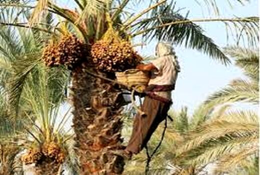 خرید بیش از 23 هزار تن خرما در آبادان