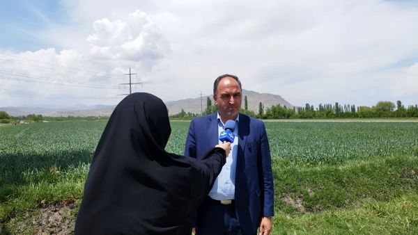 مبارزه با سن مادری گندم در آذربایجانغربی به ۱۴۴ هزار هکتار رسید
