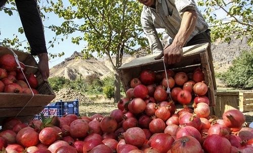 انار؛ یاقوت الوان داراب روانه بازار شد