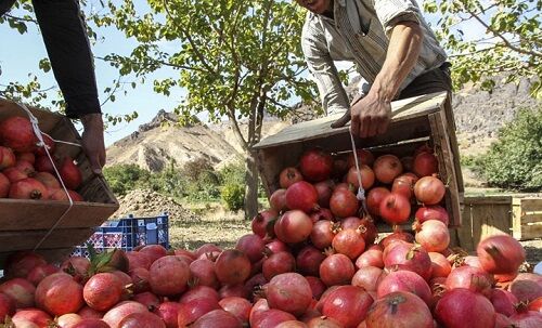 انار؛ یاقوت الوان داراب روانه بازار شد