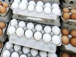 صادرات ۲ هزار تن تخم مرغ از اصفهان به خارج از کشور