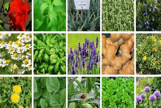 کشت بیش از ۶۰ گونه از ۸۰ گونه گیاهان دارویی در اصفهان  