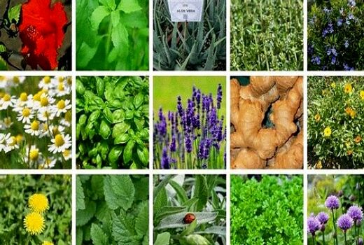 کشت بیش از ۶۰ گونه از ۸۰ گونه گیاهان دارویی در اصفهان  