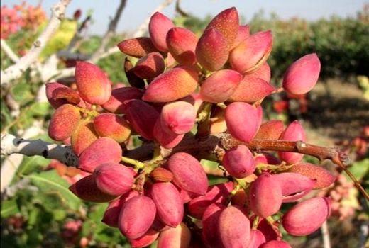 آغاز برداشت پسته در شهرستان ارسنجان