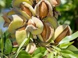 برداشت میوه بادام و گردو در فارس
