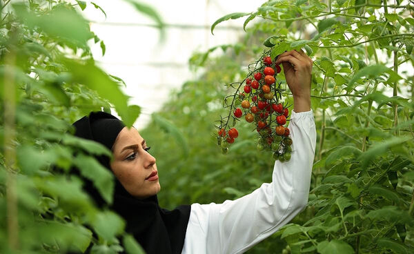 پرورش گیاهان خاص در کمبود آب