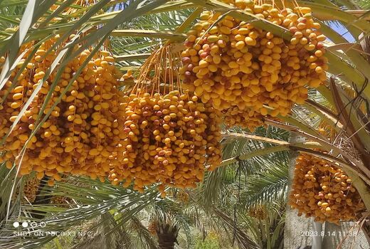 خارک و رطب جویم فارس در بازار