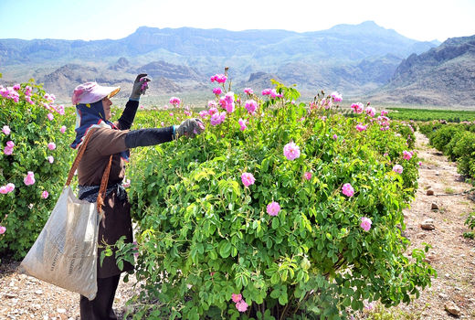 توزیع 10 هزار و 600 اصله نهال گل‌محمدی در ورزقان