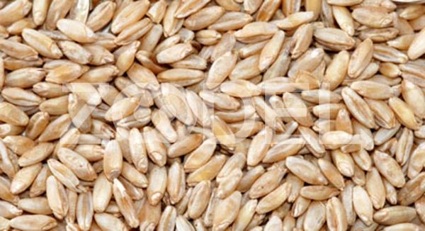 کشت قراردادی گندم دوروم برای اولین بار در کشور در استان کرمان کلید خورد