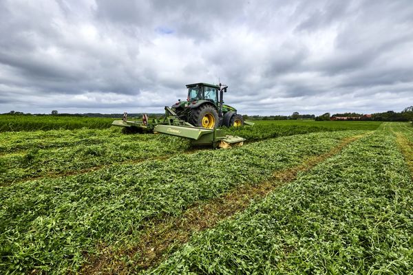 اصلاح روش برداشت یونجه؛ راهکاری برای صرفه‌جویی تا ۸۰۰ هزار تن کنجاله سویا 