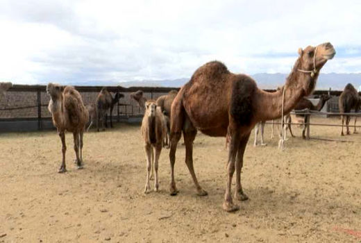 بهره‌برداری از یک واحد گلخانه در روستای سنگوییه شهرستان بافت
