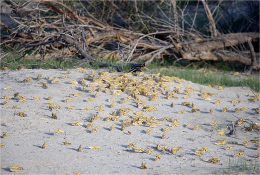 15 هزارهکتاراراضی سیستان وبلوچستان علیه ملخ صحرایی سم پاشی شد