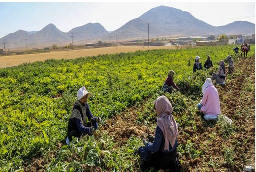 بیش از ۱۵ هزار نفر روز آموزش‌های مهارتی کشاورزی در بوشهر برگزار شد