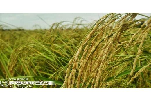 ظهور خوشه برنج در 35 هزار هکتار شالیزار مازندران