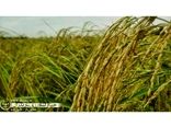 ظهور خوشه برنج در 35 هزار هکتار شالیزار مازندران