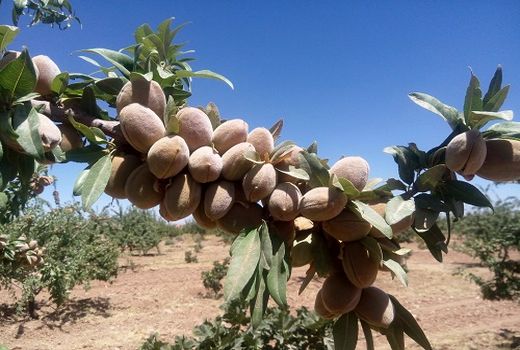 برداشت بادام از بالغ بر 2 هزار هکتار باغ های نی ریز