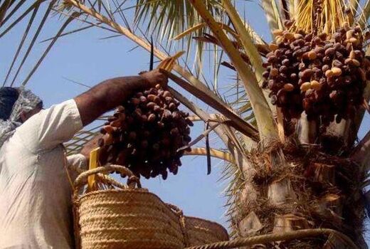 برداشت خرما از نخیلات دشتستان آغاز شد