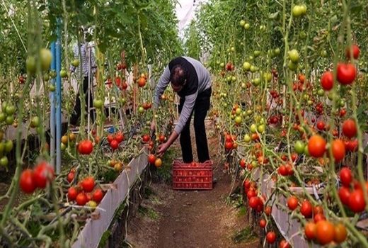 صدور ۳۴۴ پروانه تأسیس گلخانه کشاورزی به وسعت ۱۳۰ هکتار در اصفهان