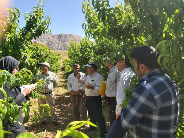 حضور یاوران تولید در باغات شهرستان سامان