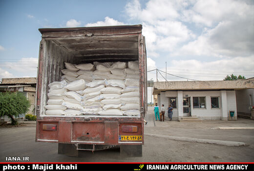 سهمیه آرد عشایر استان بوشهر کافی نیست/ لزوم تامین آب مناسب