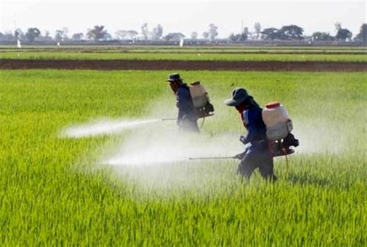 ۳ هزار هکتار اراضی استان بوشهر علیه ملخ‌های صحرایی سم‌پاشی شد 