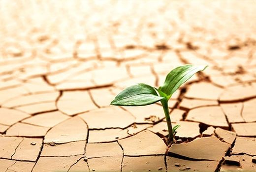 کشت بیش از هشت هزار هکتار محصولات کم آب بر در شادگان