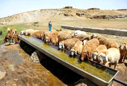 ارتقای بهداشت دام عشایر با احداث ۸۵۹ متر آبشخور در سال ۱۴۰۴