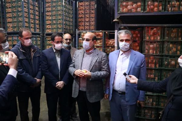 ۸۰ درصد میوه تنظیم بازار قزوین تا قبل از سال نو عرضه می‌شود